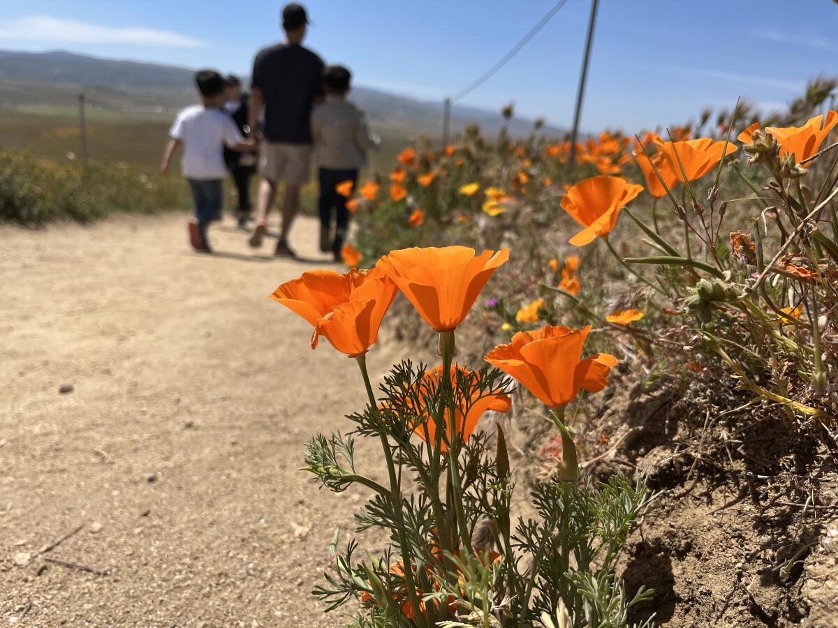 PHOTOS: See the wildflower 'superbloom' happening across California : The  Picture Show : NPR