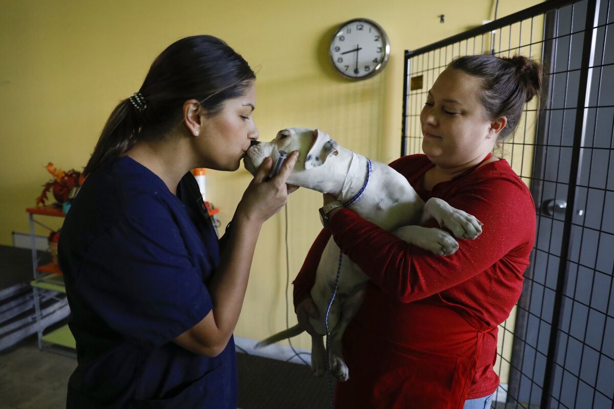 Zero, a boxer-pit bull mix, gets a kiss from registered veterinary technician Emily Derosier (left) during the intake process of a no-cost Spay Neuter Action Project (SNAP) Clinic at Camp Run a Mutt in Chula Vista on a recent Sunday. Holding Zero is volunteer Katie Franzi. SNAP is a nonprofit that offers low to no cost spay and neuter services to low-income communities.