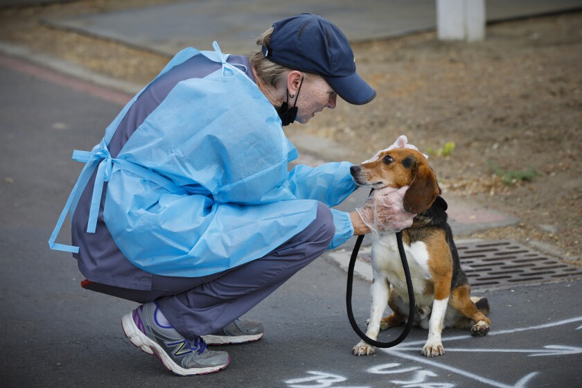 An employee from Helen Woodward Animal Center checks out one of 43 rescued adult beagles on July 24.
