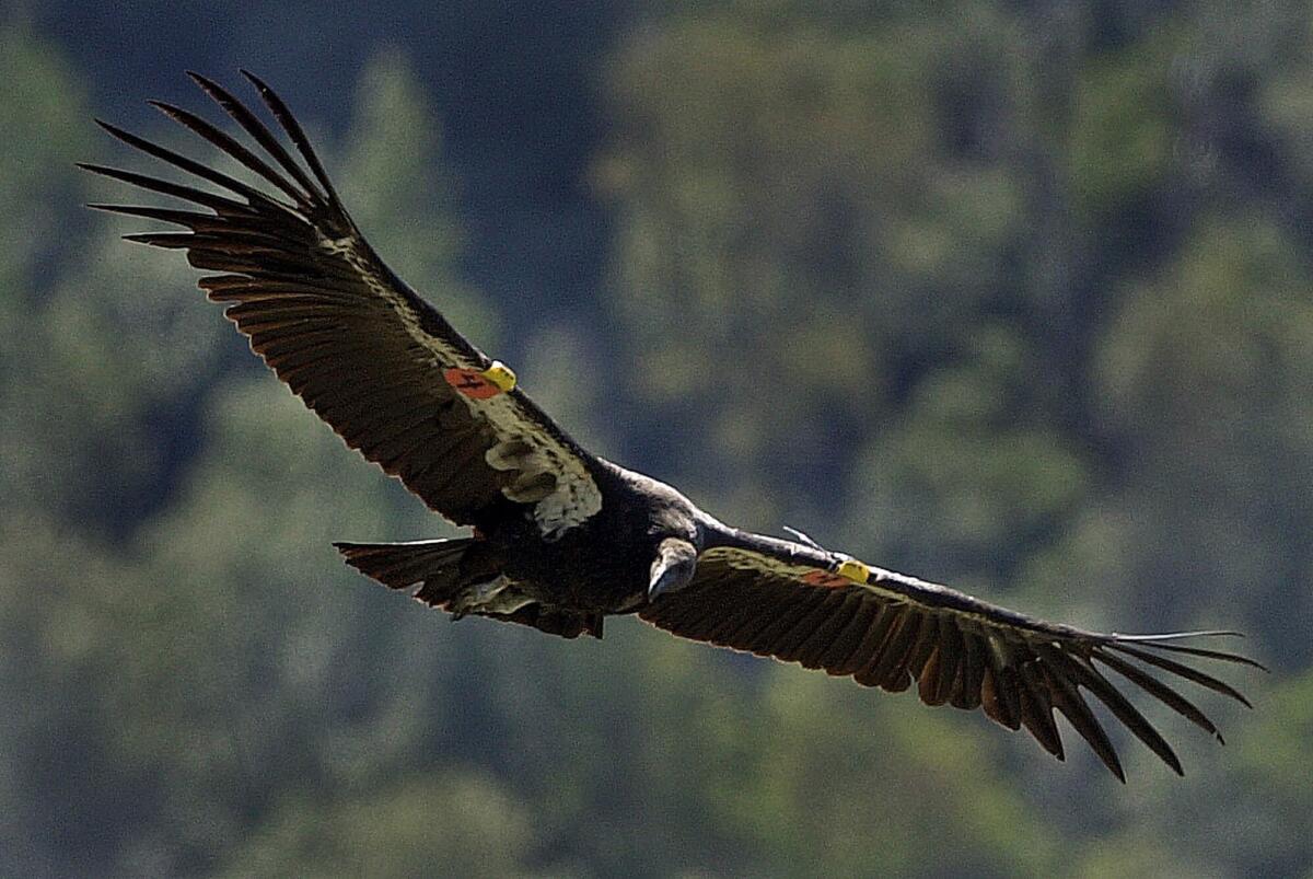 A 2-year-old male California condor soars near Big Sur, Calif., in this 2001 file photo. Condors are one of the animals at risk of lead poisoning from hunting ammunition, and activists are pushing for a complete ban on lead ammo.