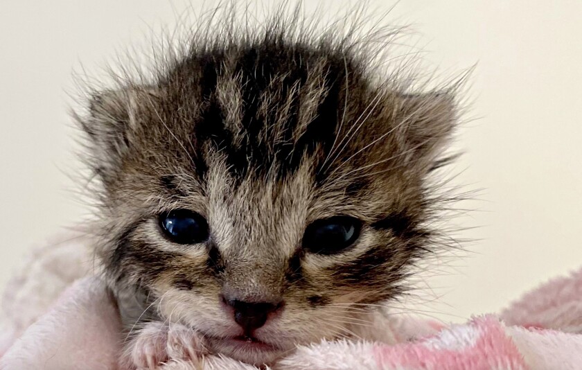 A kitten.