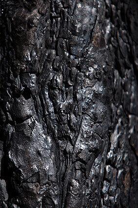 Charred bark
