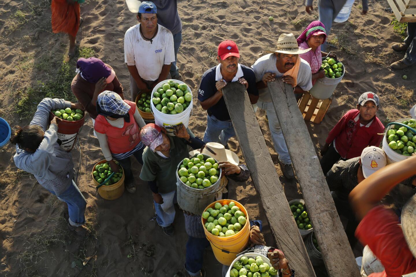 Workers wait to dump tomatillos into a cargo truck near the coastal pueblo of Teacapan, Sinaloa. Large, bright green tomatillos like these are favored by exporters.