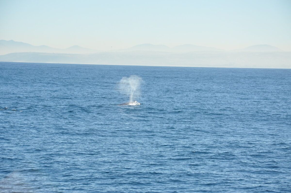 A spout of air from a gray whale is a sight that can sometimes be seen from the La Jolla coast.