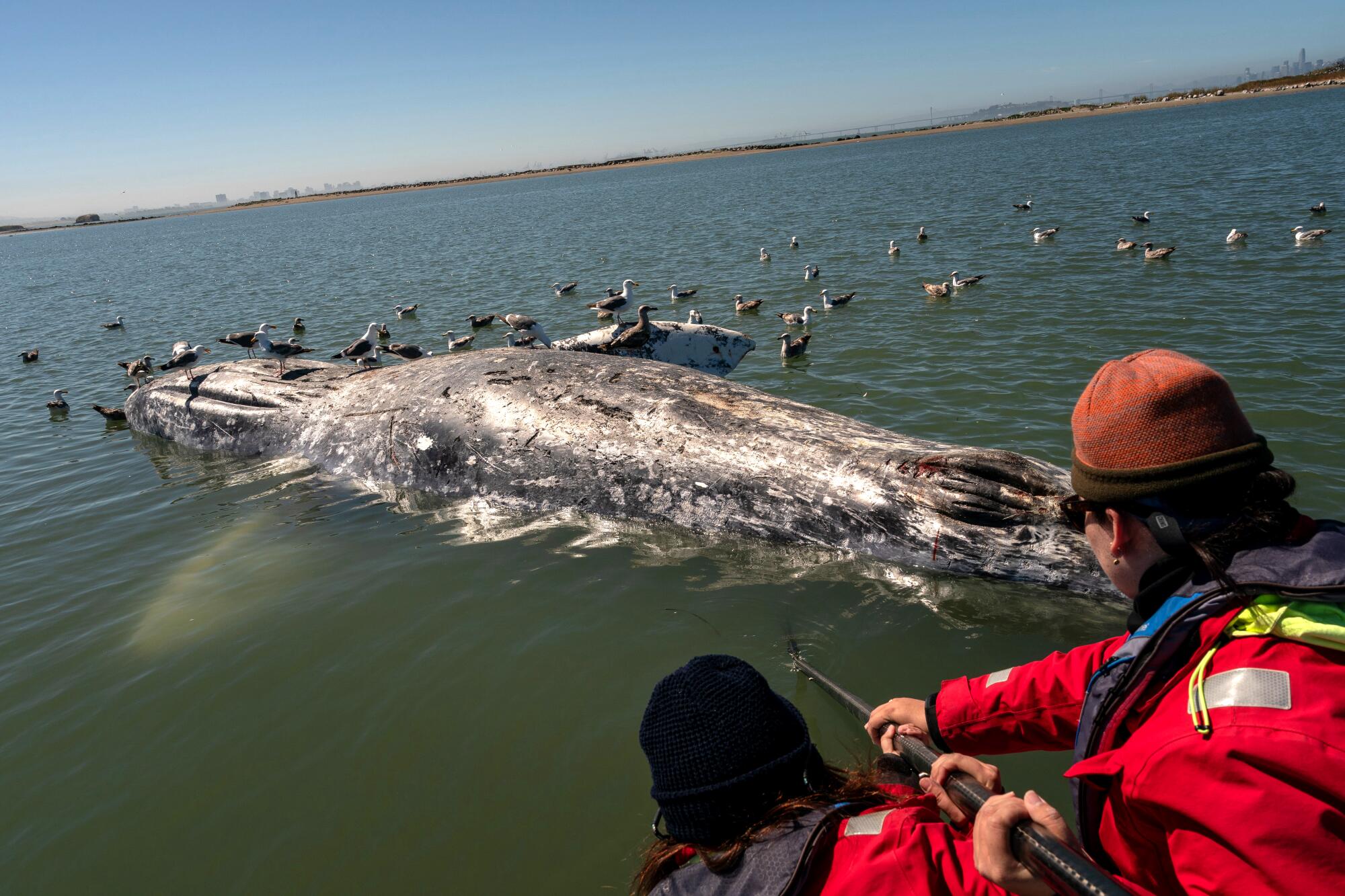 Marine Mammal Center interns submerge a camera on the end of a pole in waters near Richmond, Calif.