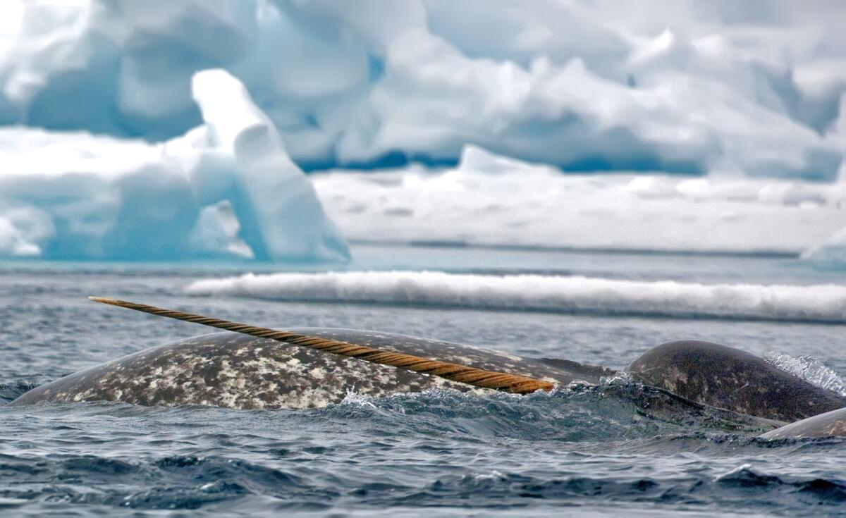 The narwhal, a.k.a. "the unicorn of the sea," spends much of its time above the Arctic Circle.