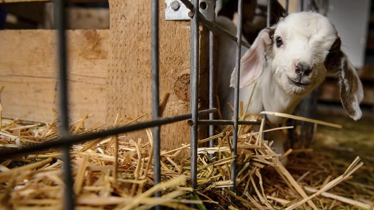 A new kid at the East Africa Refugee Goat Project in Salt Lake City on March 24. American Airlines had adopted new restrictions on animals that can be brought into an airline cabin. Goats, snakes, hedgehogs, ferrets and insects are banned.