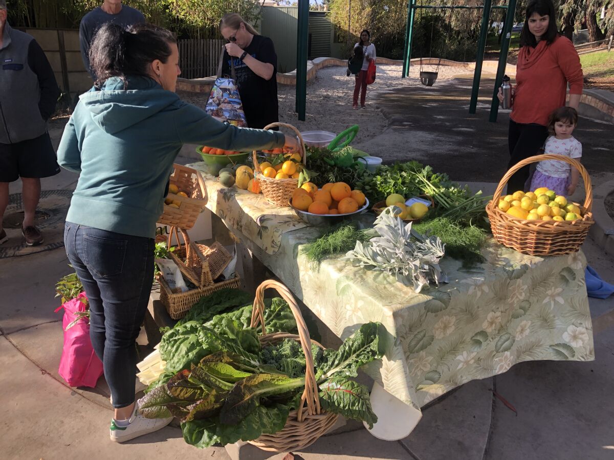 Neighbors trade their backyard produce for others' at the monthly exchange in La Jolla.