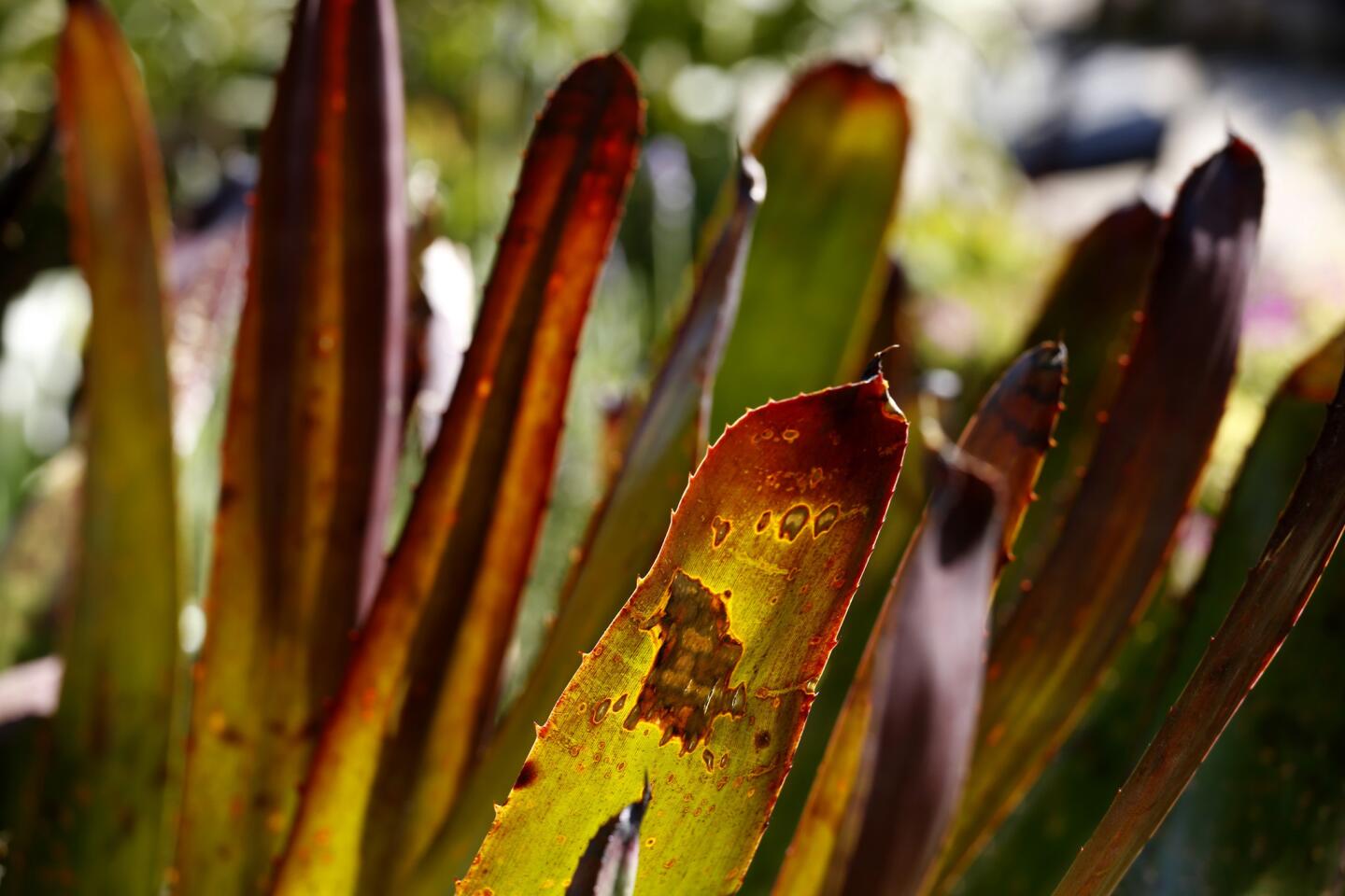This Burbank drought garden is anything but dull
