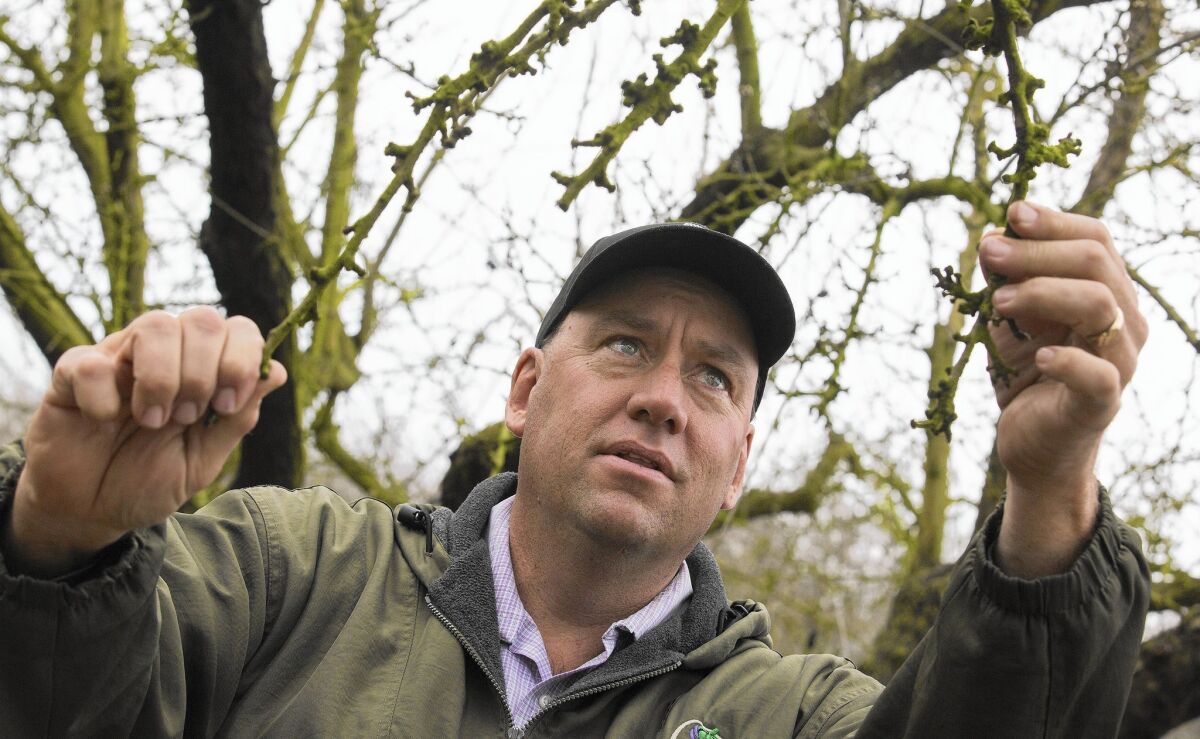 Nick Blom looks over almond trees in Modesto. He's a volunteer in an experiment run by UC Davis that could offer a partial solution to California’s perennial water shortages.