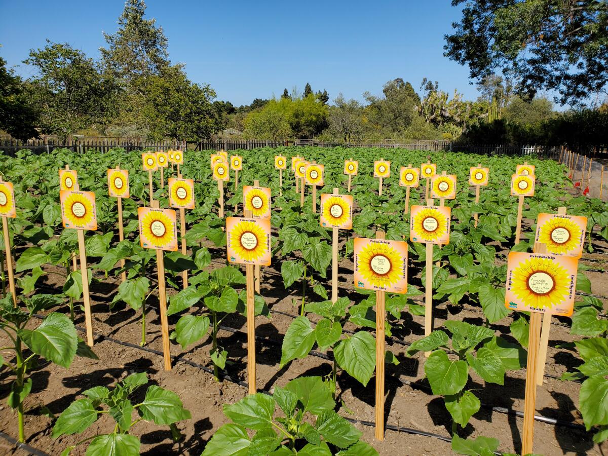 The sunflower field at the Fullerton Arboretum 