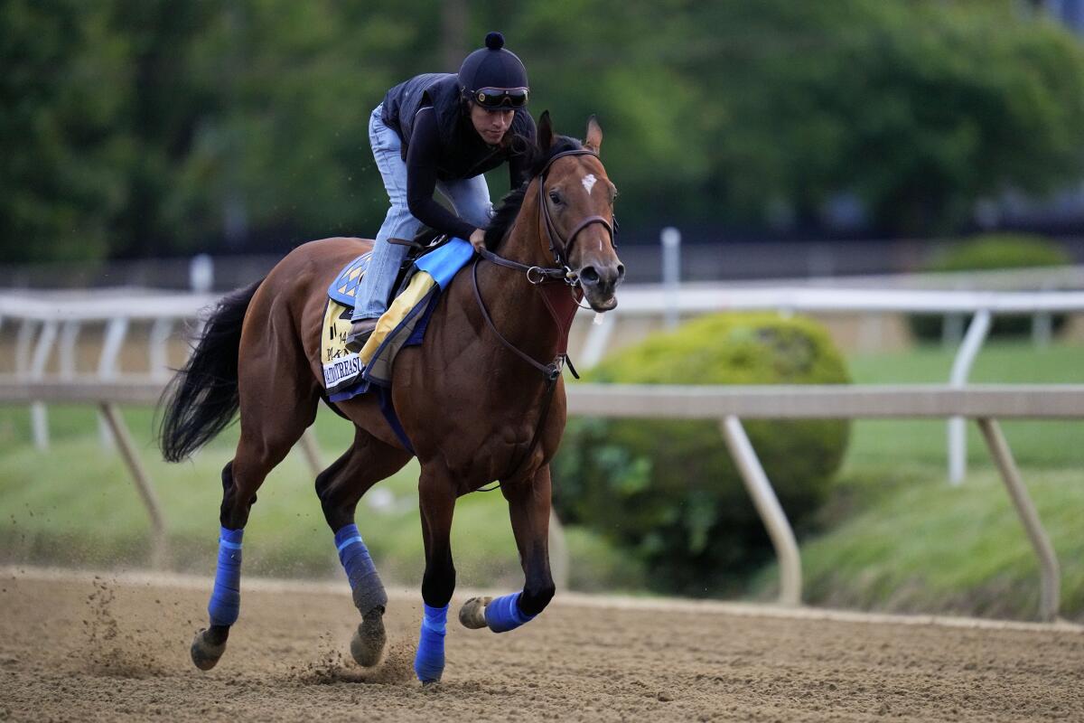 Preakness Stakes entrant National Treasure works out with a jockey at Pimlico Race Course