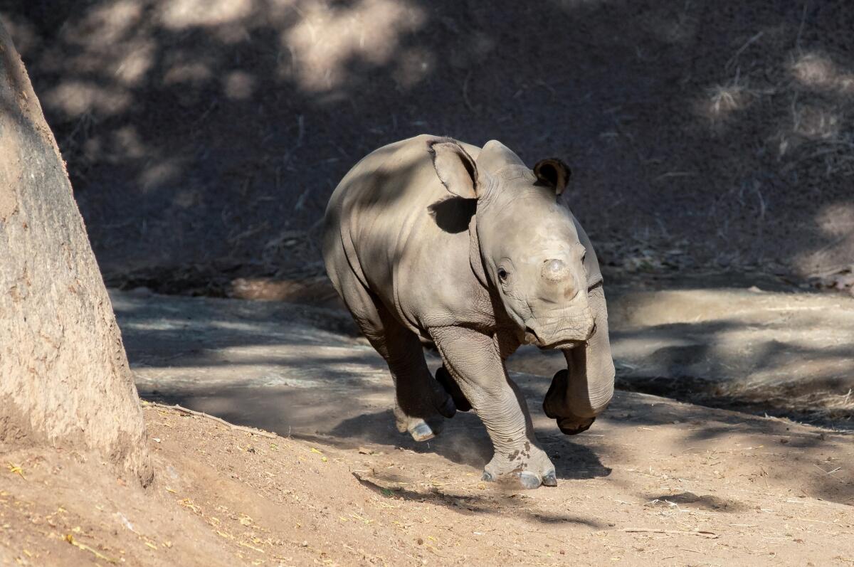 New rhino mom could play role in saving near-extinct subspecies