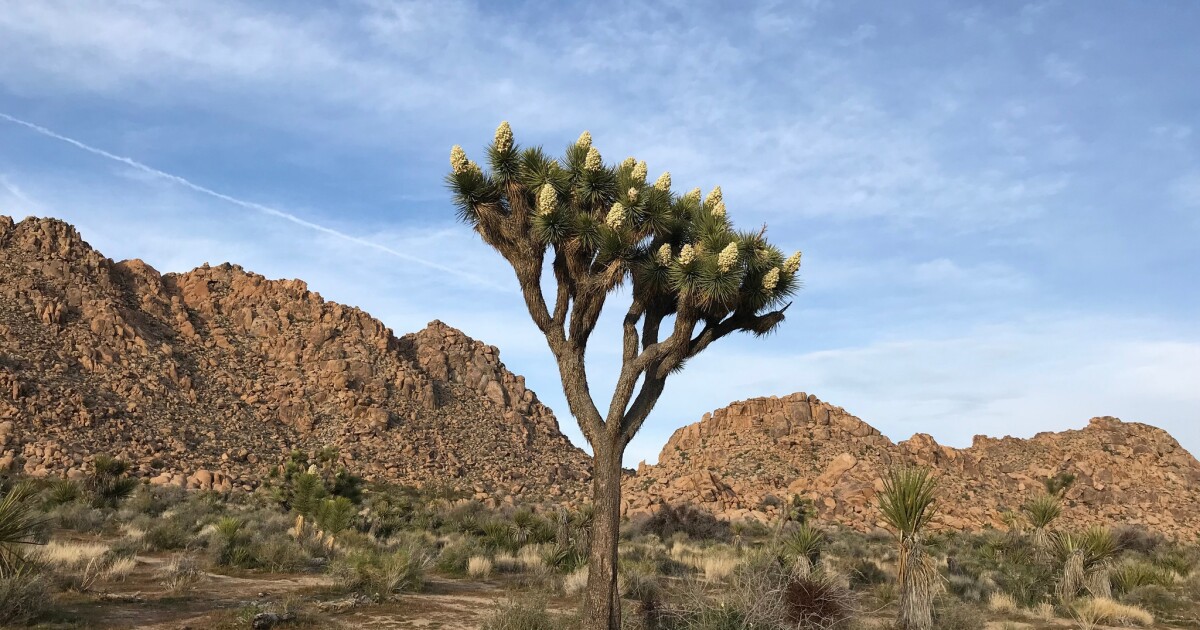 Editorial: Climate change is wiping out California's Joshua trees. Of course we should protect them - Los Angeles Times