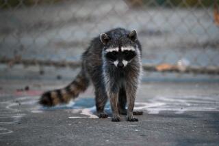 SAN FRANCISCO, CA - JUNE 06: A raccoon is seen in Treasure Island of San Francisco, California, United States on June 6, 2023. (Photo by Tayfun Coskun/Anadolu Agency via Getty Images)