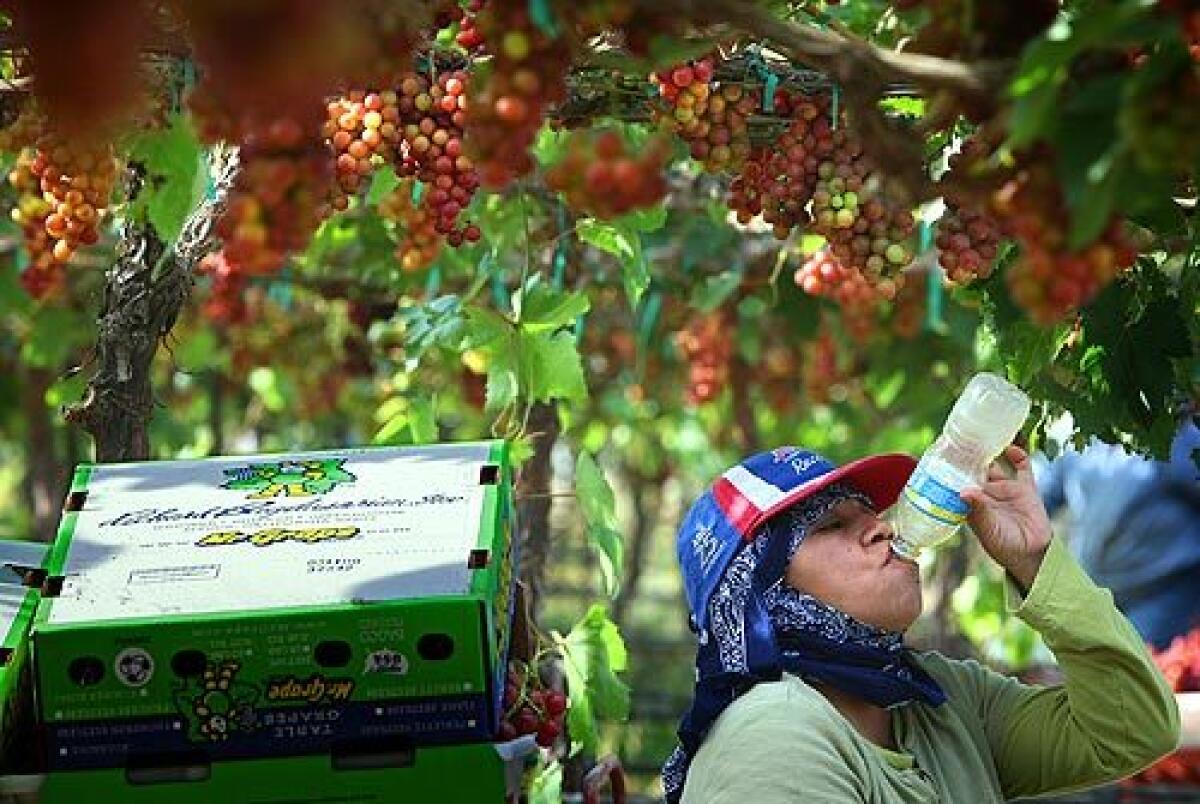 Dressed for protection against the sun and insects, an unidentified grape picker chugs a bottle of water during a midmorning break in a Mecca, Calif., vineyard. She's picking red table grapes that will be shipped to supermarkets across the nation. > > > Video