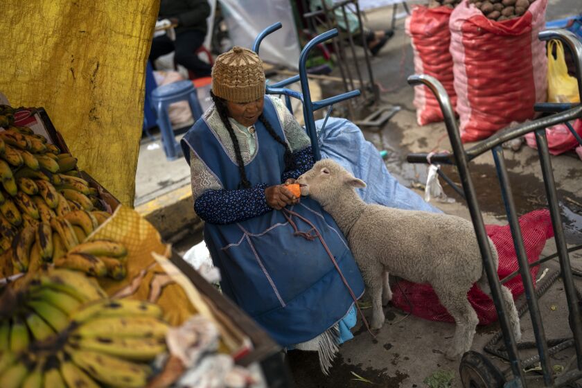 A vegetable vendor feeds a carrot to her lamb while waiting for customers at a popular food market in Puno, Peru, Sunday, Jan. 29, 2023. Peruvians have found ways to manage their daily lives even as police and protesters clash across the country amid political turmoil over the removal of former President Pedro Castillo who was later arrested for trying to dissolve Congress. (AP Photo/Rodrigo Abd)