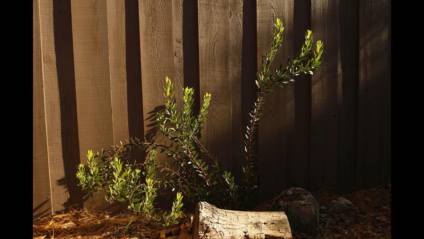 Native plants