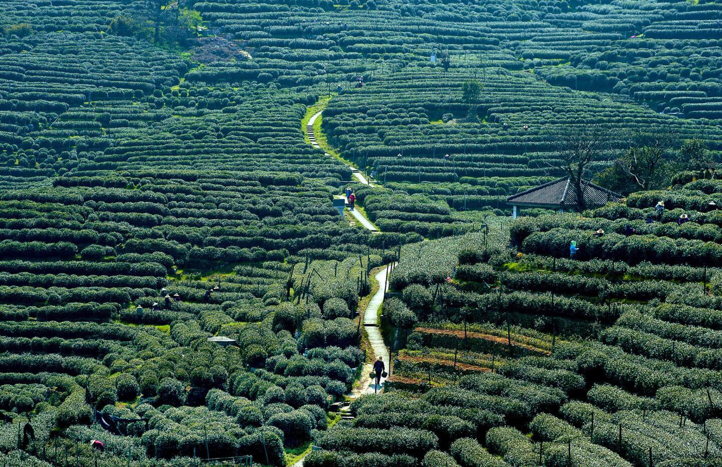 Some of the world's most coveted green tea grows in Hangzhou, China. Longjing, or Dragon Well, tea is a key commodity in Weng Jia Shan, in the mountains outside Hangzhou.