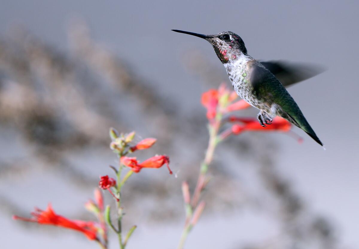 A small Anna's hummingbird at the San Joaquin Marsh and Wildlife Sanctuary in Irvine.