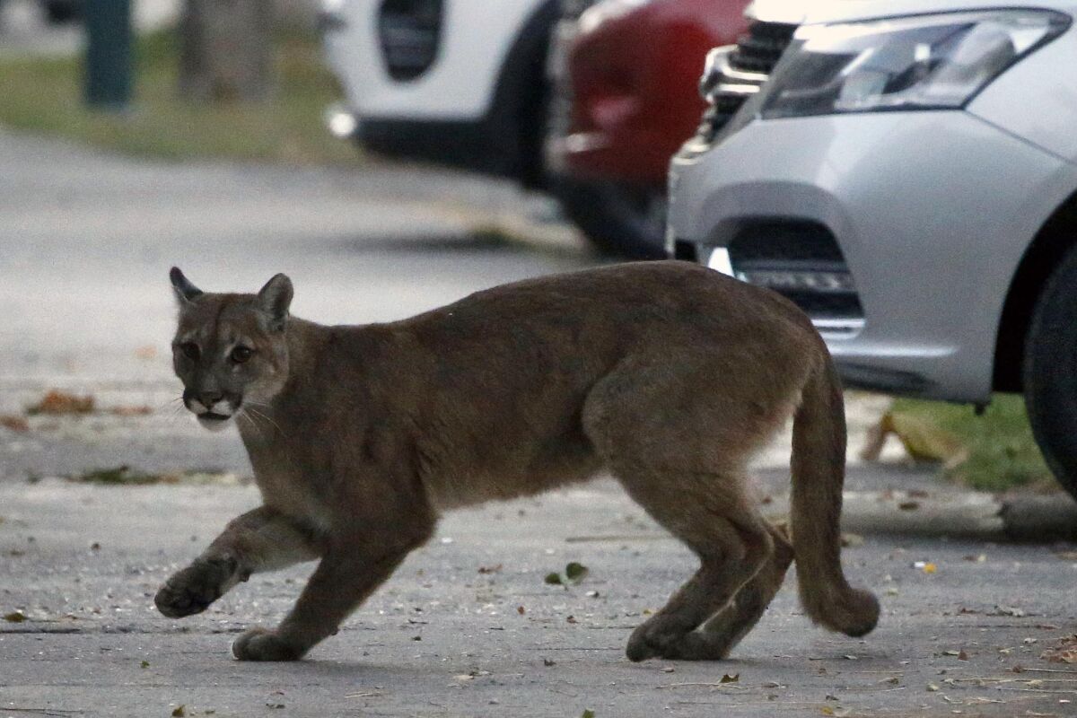  A one-year-old puma in the streets of Santiago on March 24, 2020/
