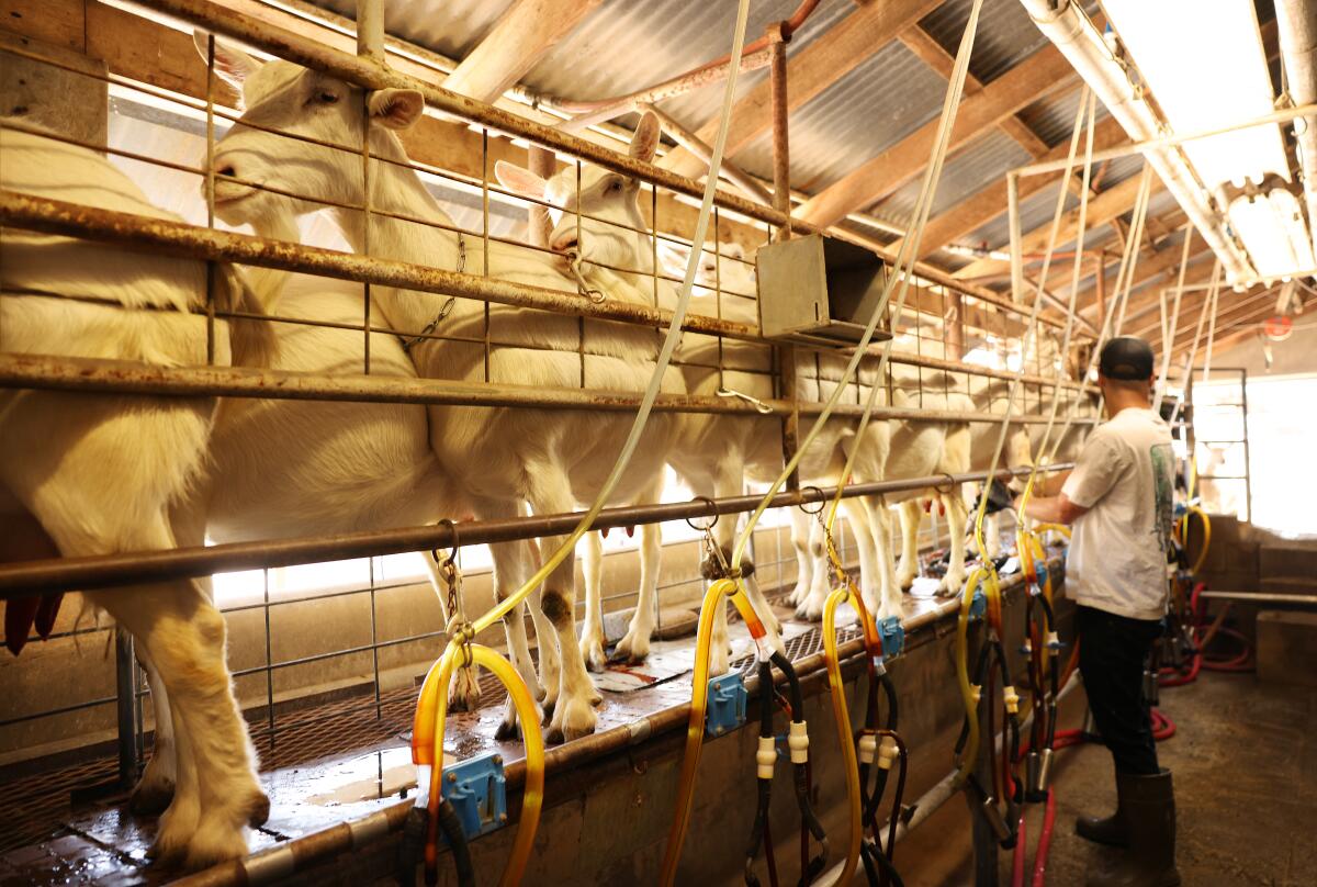 Goats are milked at Drake Family Farms.