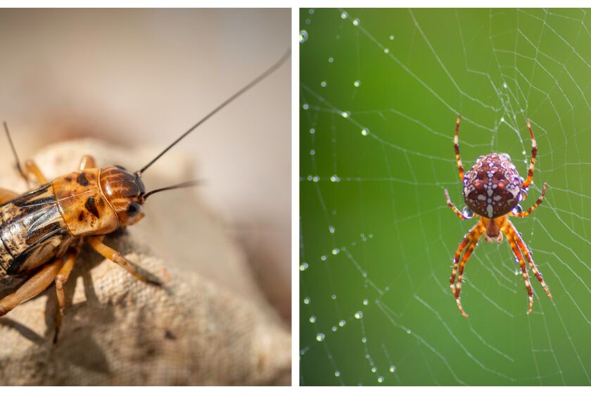 Which is better, a cricket or a spider? Inga and her husband, Olof, have different views.