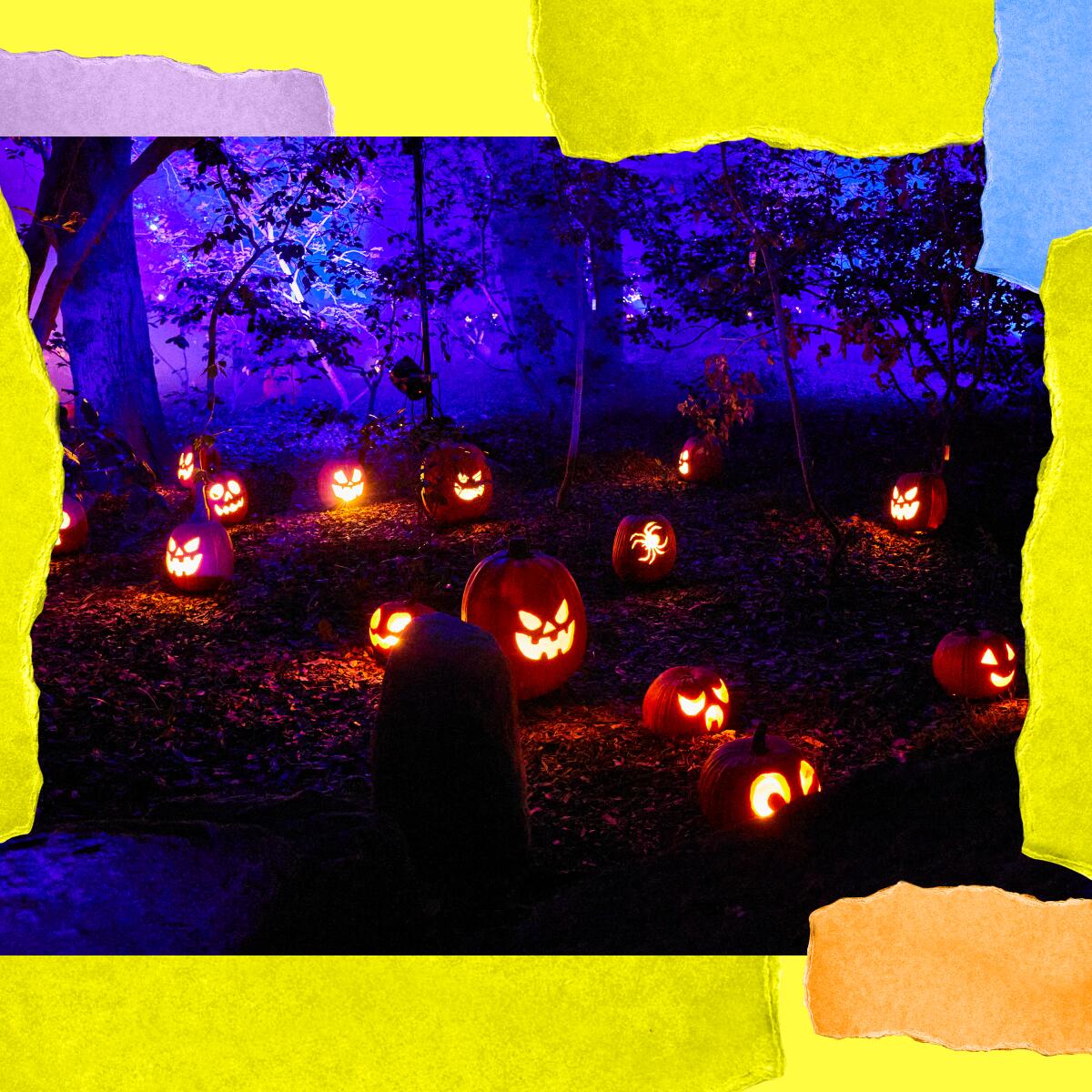Carved pumpkins glow in the dark in an area strewn with leaves and lit by purplish lights.