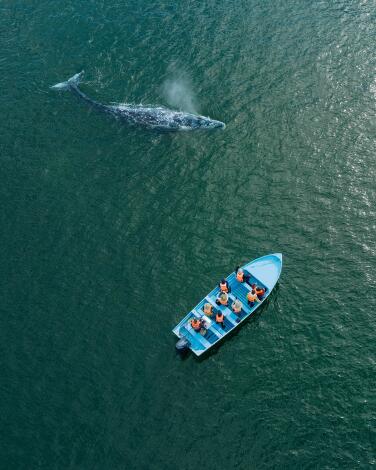 Tourists watch from a panga as a gray whale surfaces and spouts a misty jet of vapor