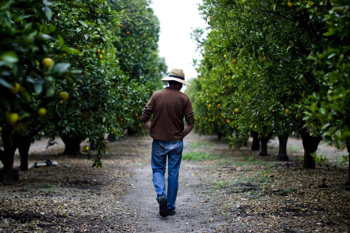 Bob Knight walks among his orange trees in Redlands. As the trees age, they produce smaller fruit, and they are being threatened by an invasive pest, so Knight is switching to growing vegetables.