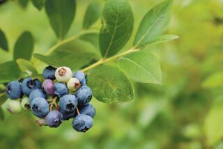 If the pH of your garden's soil is much above 5.5, acid-loving plants like blueberries will have difficulty absorbing iron.