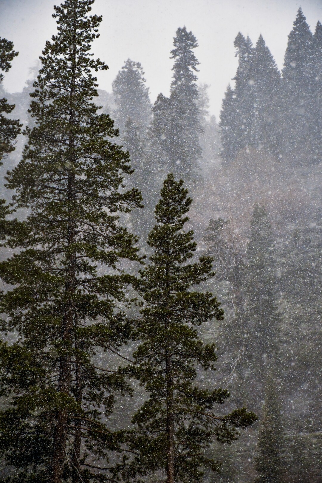 Early season snow falls at Alpine Meadows area of Palisades Tahoe resort near the north shore of Lake Tahoe.