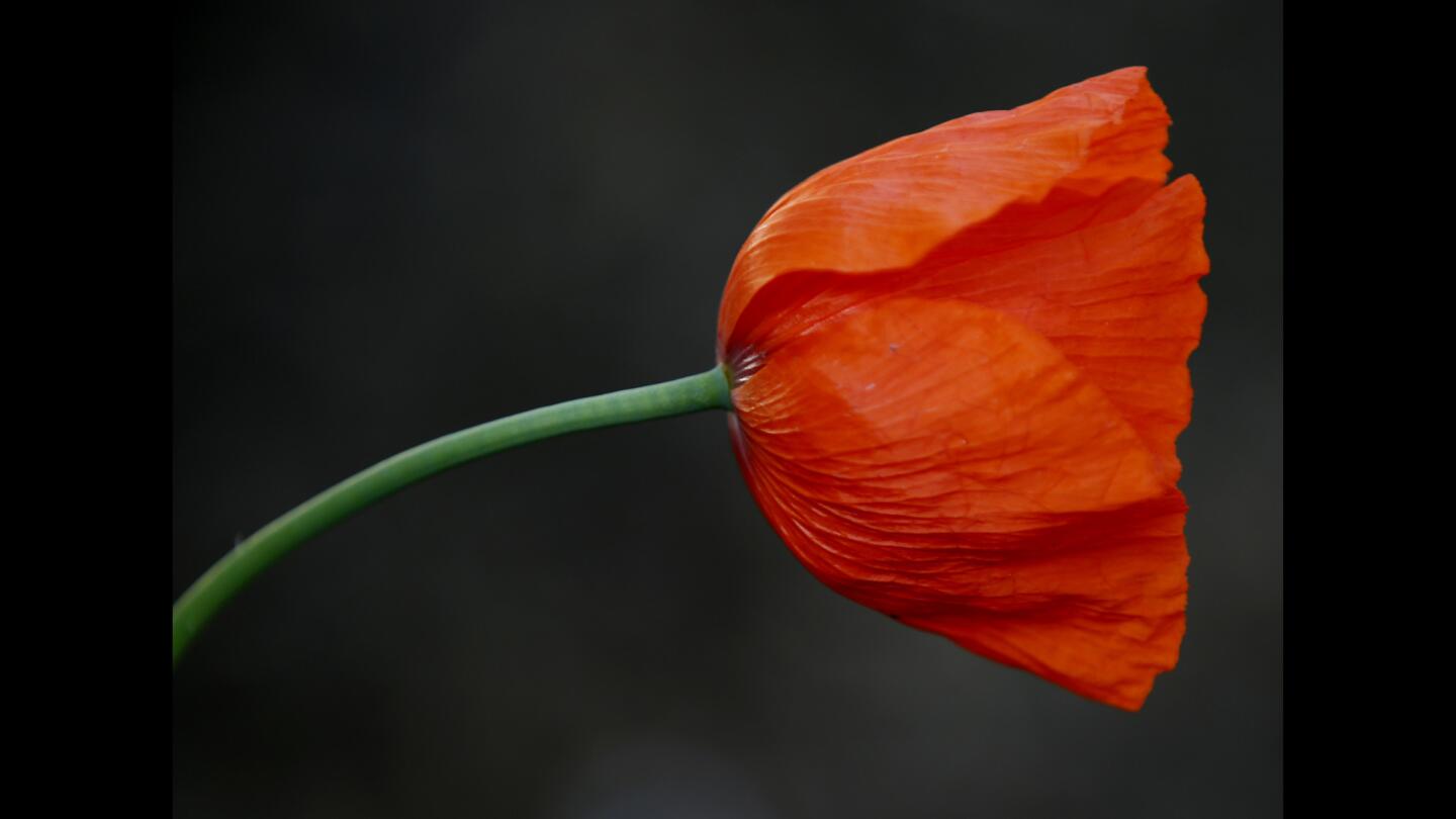 Peggy Casey's Altadena garden