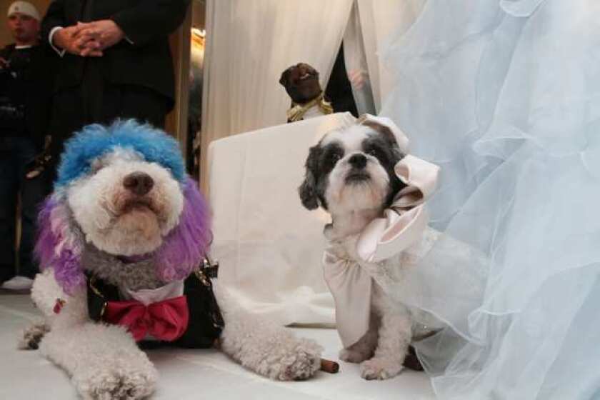 Chilly Pasternak, left, a poodle from Richmond, Va., and Baby Hope Diamond, a Coton de Tulear from New York, pose for portraits after their "wedding" Thursday.