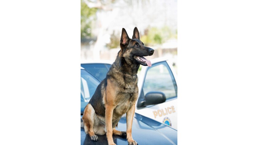 A Long Beach police K-9 named Ozzy died after being left in a hot vehicle.