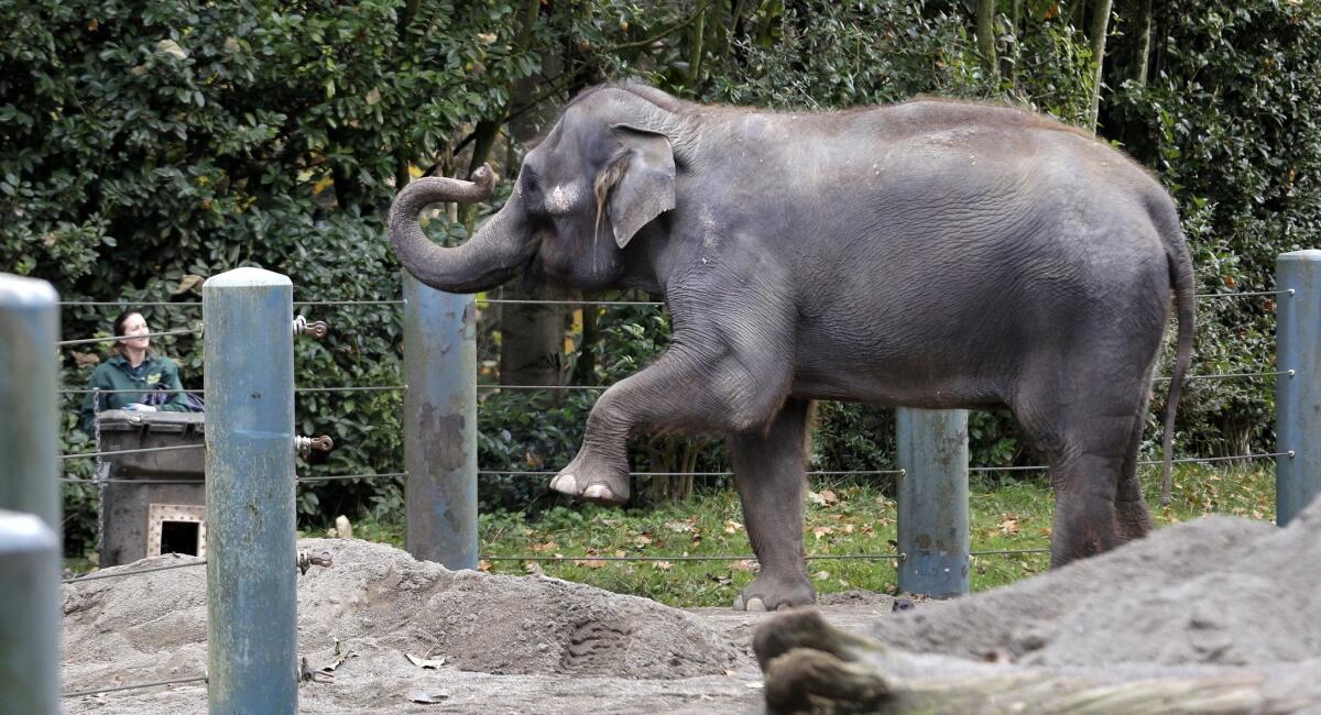 Chai, 36, one of two Seattle elephants now at the San Diego Zoo after their trip to Oklahoma City was disrupted. No decision has been made on when their trip will resume.