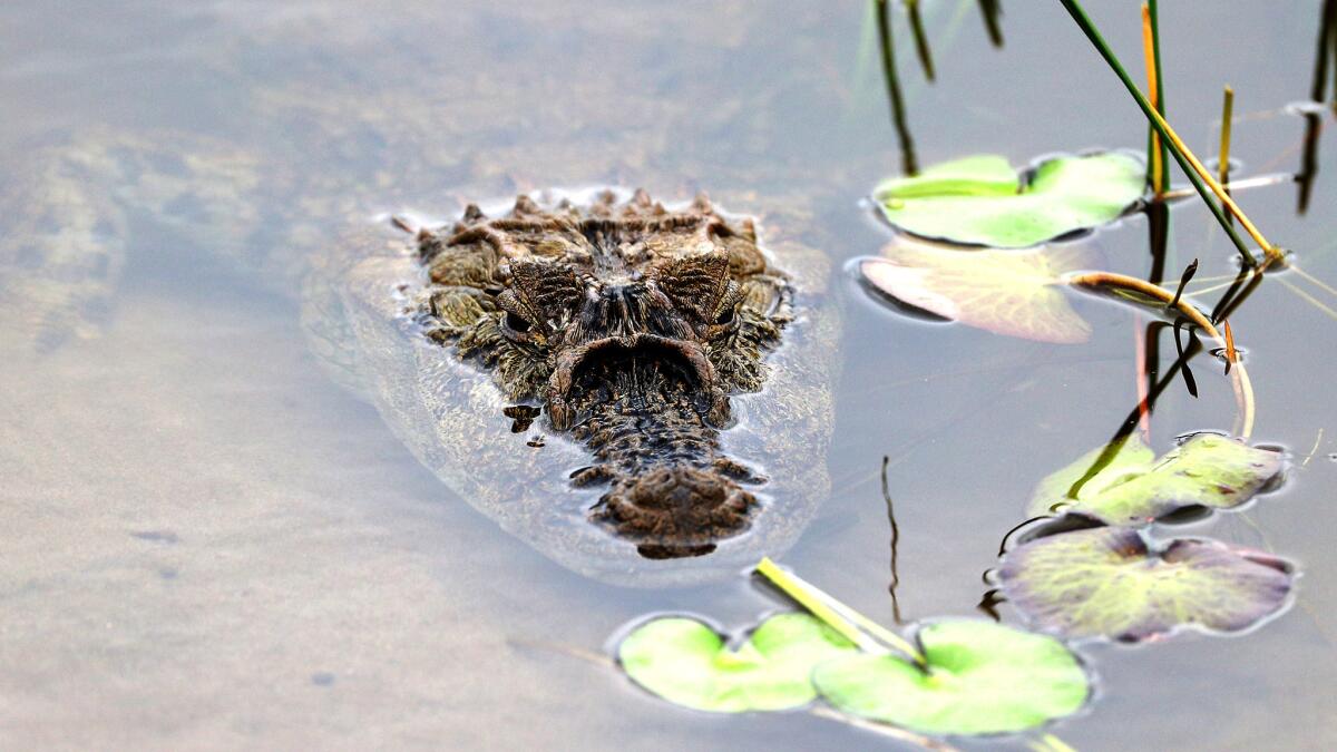 A caiman lies in wait in a pond along the third hole during a practice round at the Olympic Golf Course on Monday.