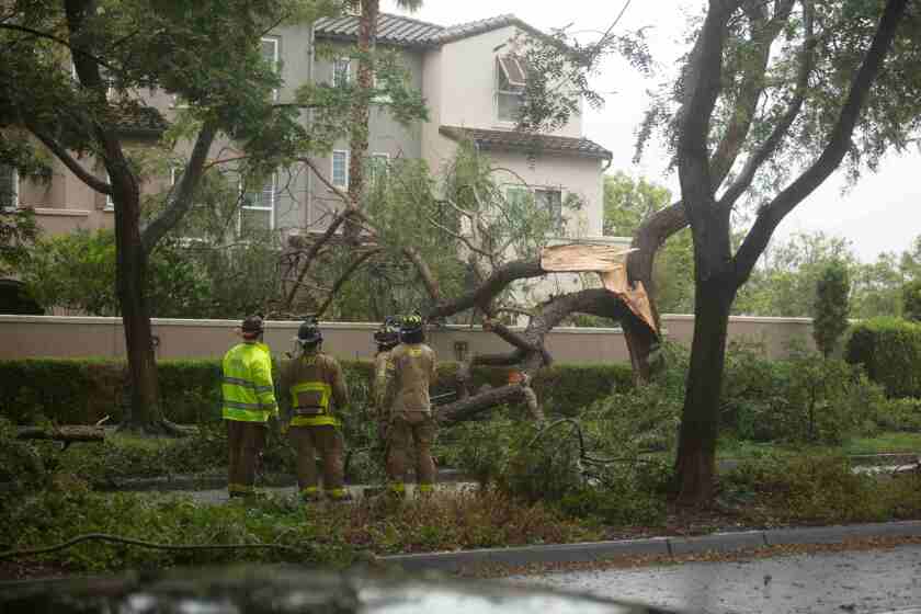 A large tree snapped late Sunday afternoon, blocking northbound lanes of 4S Ranch Parkway. 