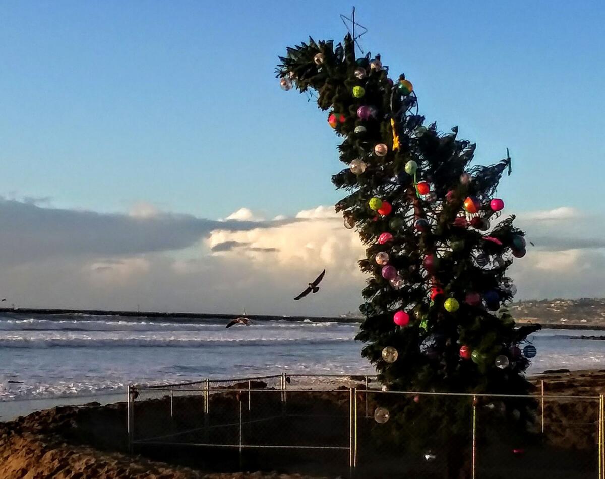Ocean Beach's holiday tree leans into the wind in 2018.
