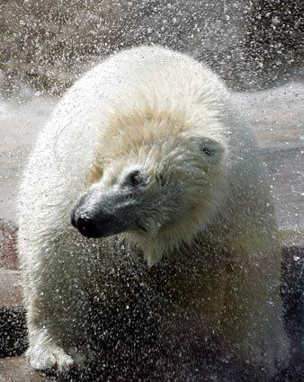 Moscow, polar bear cub