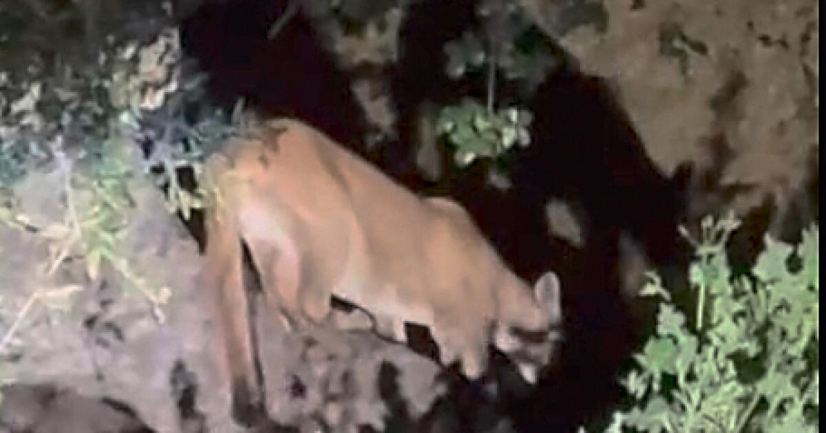 Griffith Park'ta yeni bir puma varsa onu öldürmemeye çalışalım.