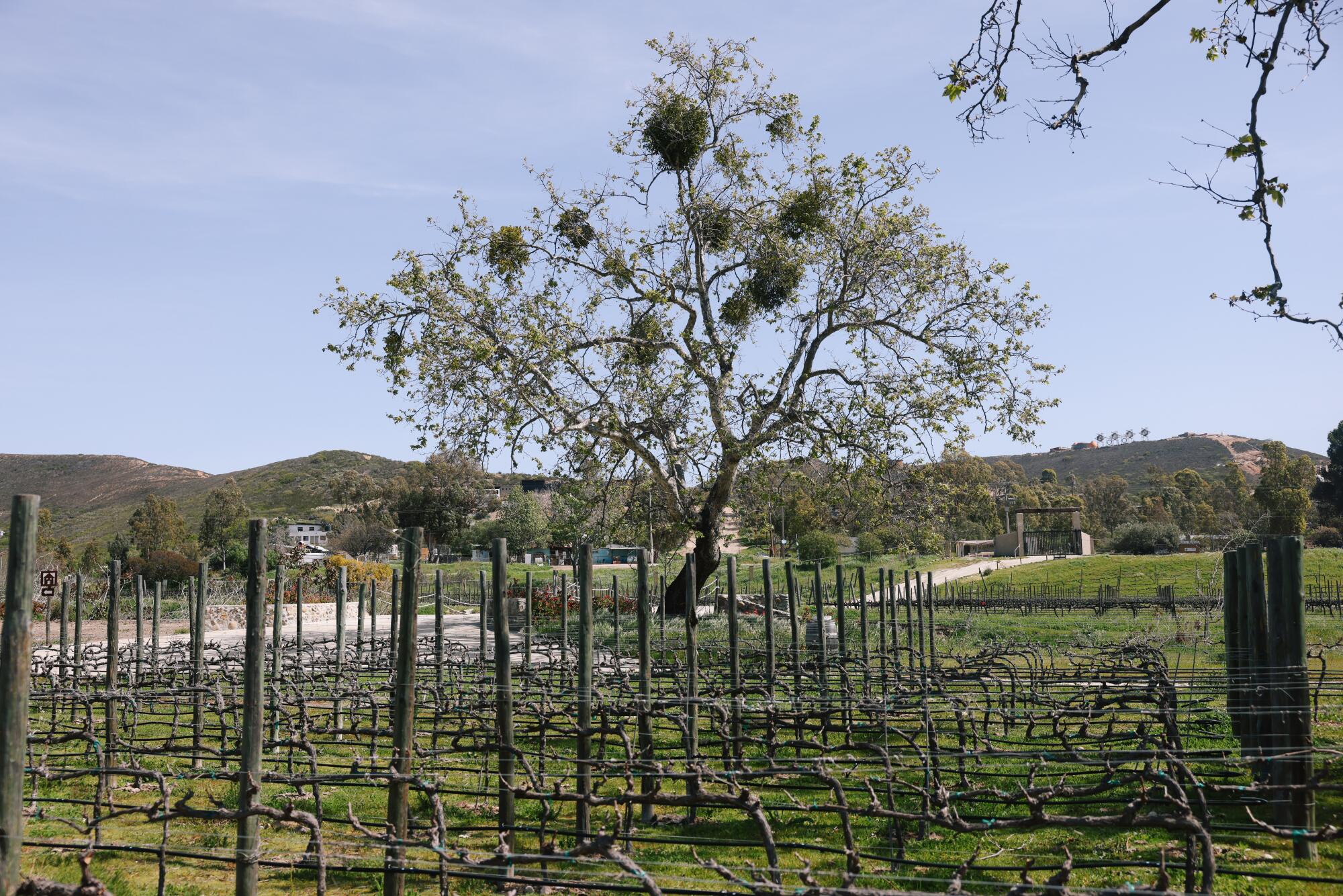 A tree surrounded by a vineyard of Cabernet grapes.