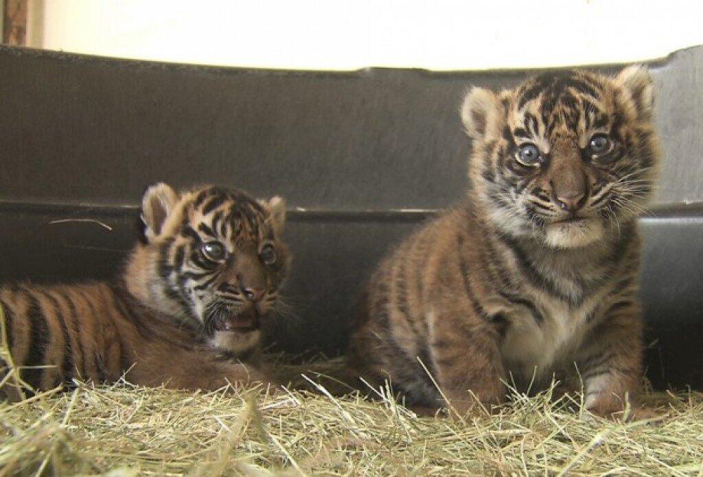 Sumatran tiger cubs born at San Diego California zoo