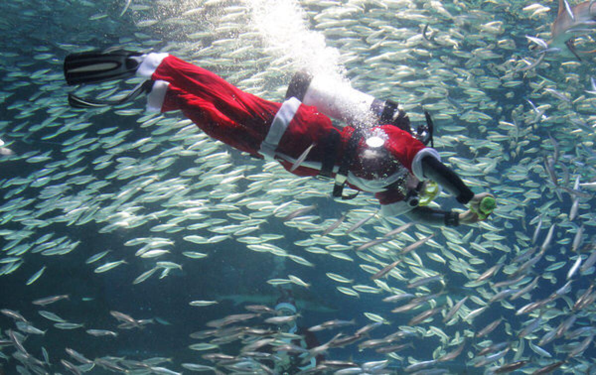 A diving Santa will appear at several Sport Chalet stores on Dec. 15., including the company headquarters in La Canada. Fish not included.