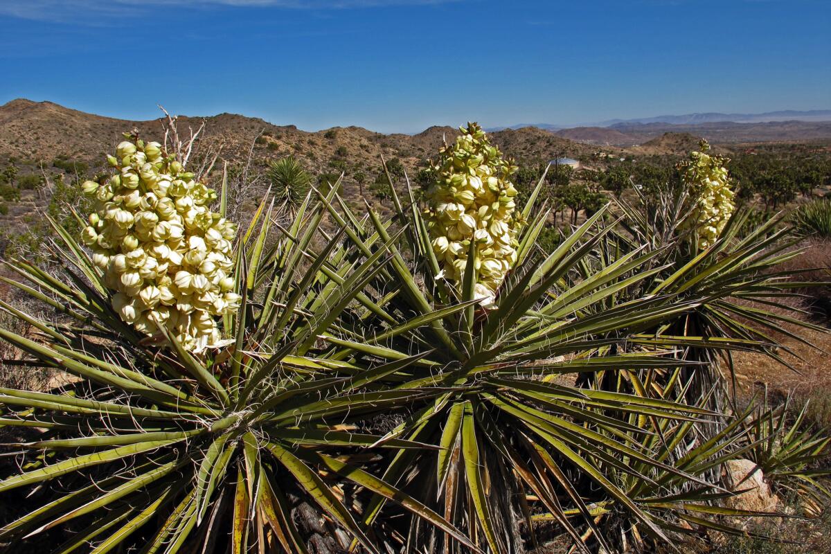 Joshua trees are blooming in Joshua Tree National Park, but maybe only for another two or three weeks.