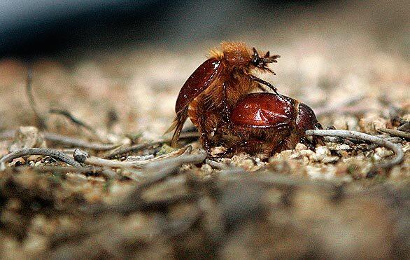 Rain beetles