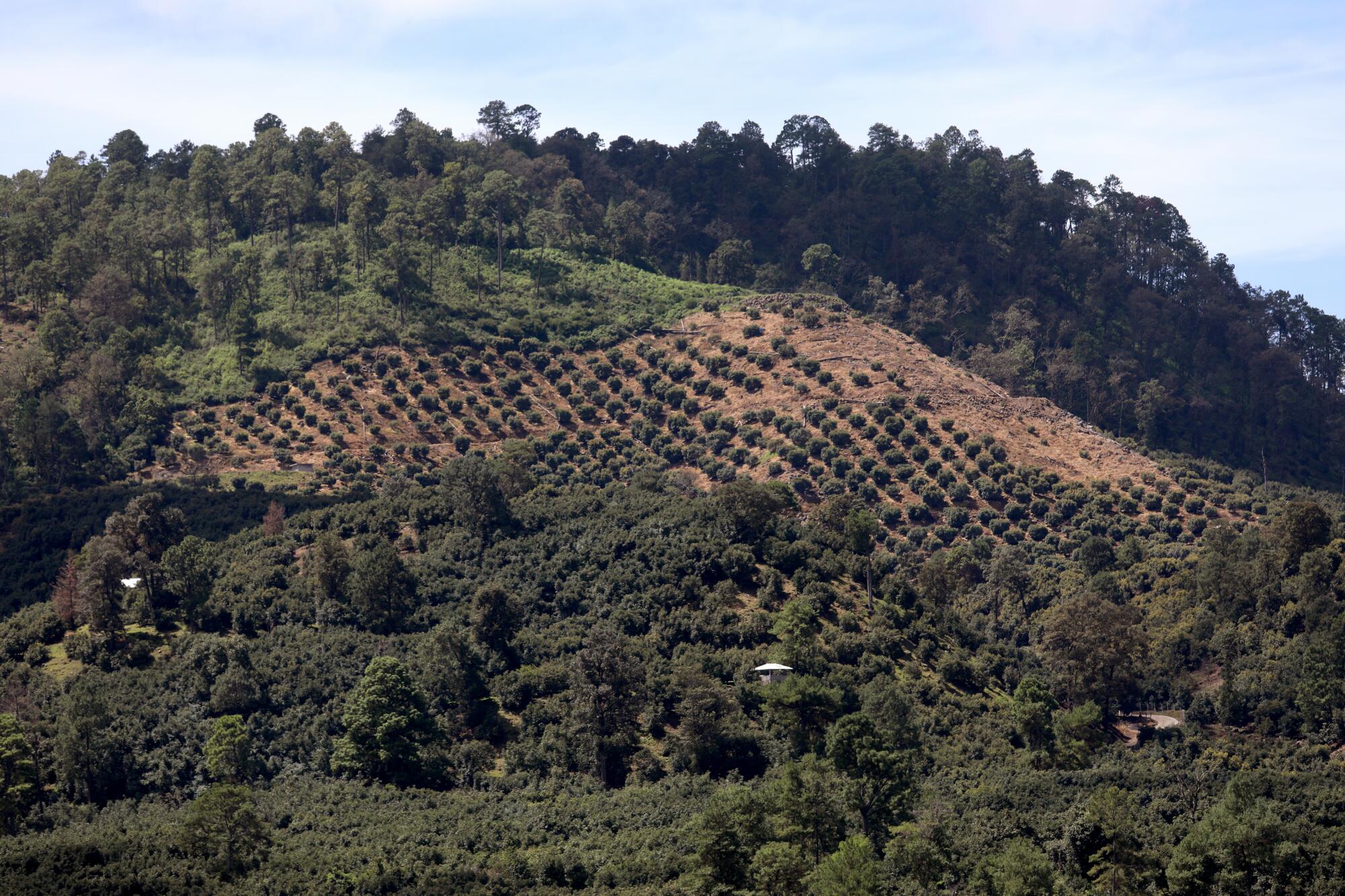 Las plantaciones de aguacate excavadas en la ladera a las afueras de la ciudad de Uruapan, donde los cárteles han evolucionado más allá del tráfico de drogas y ahora se aprovechan del comercio de aguacate.