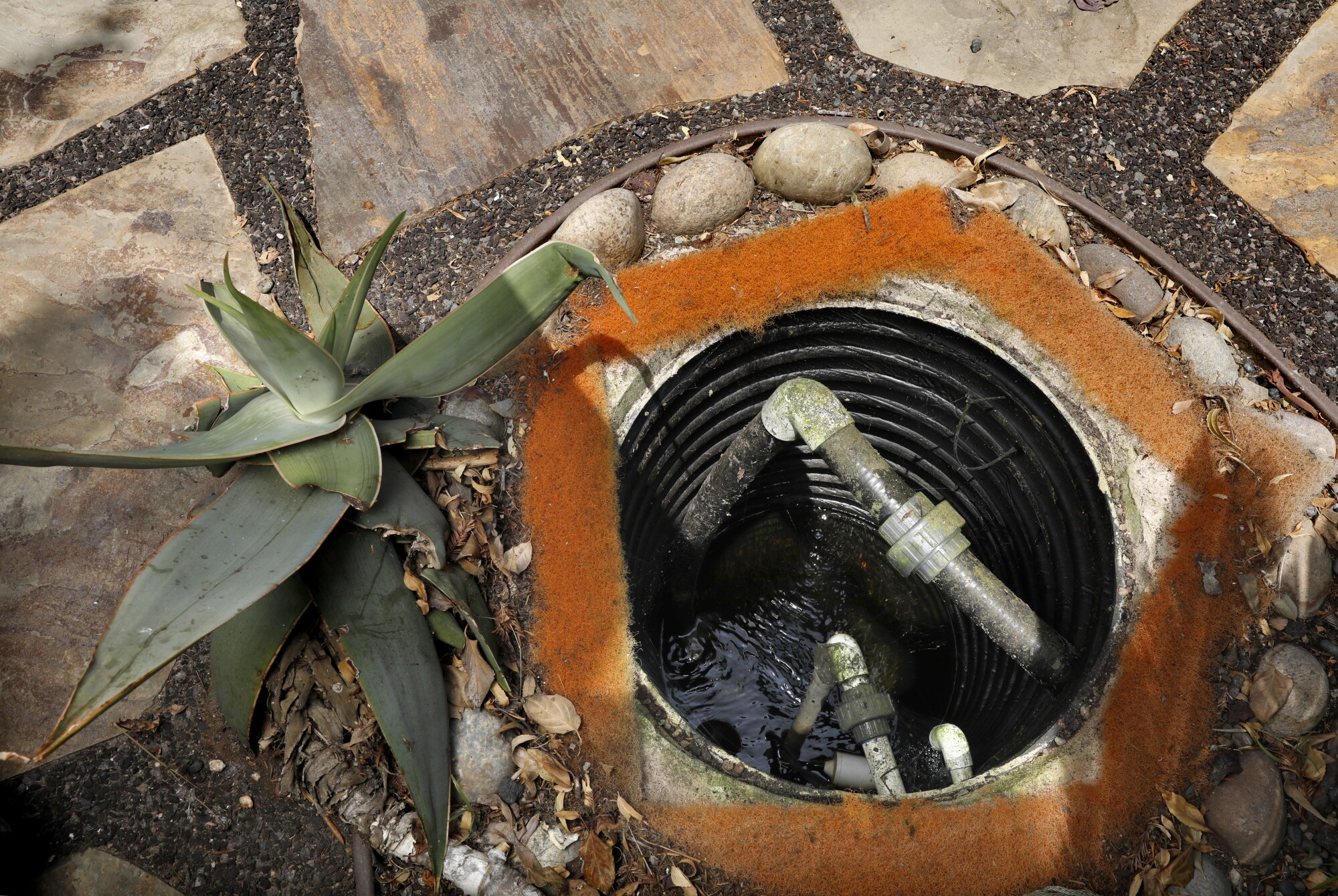 A pipe directs recycled water into a drain that sits next to a succulent plant.