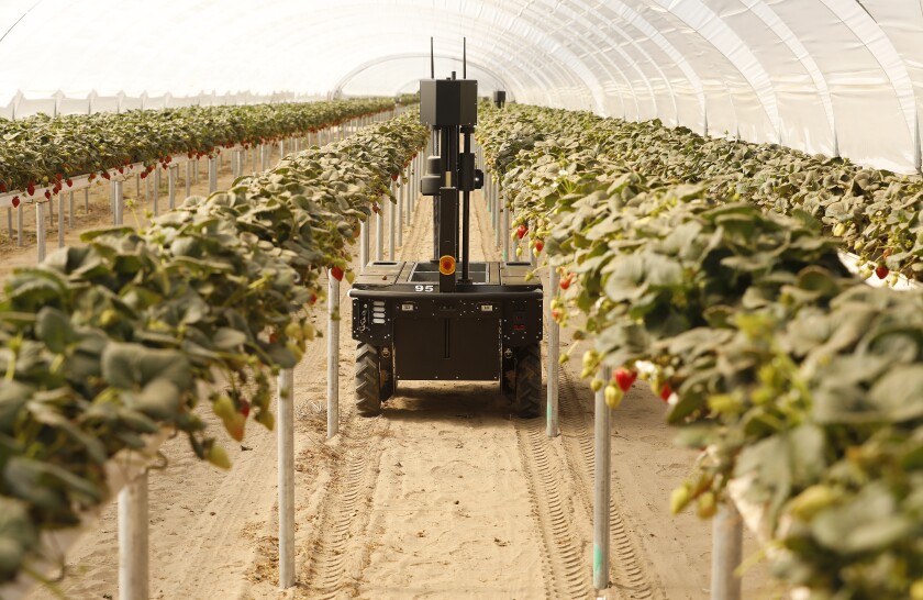A robot moves between rows of strawberry plants in a dusty field