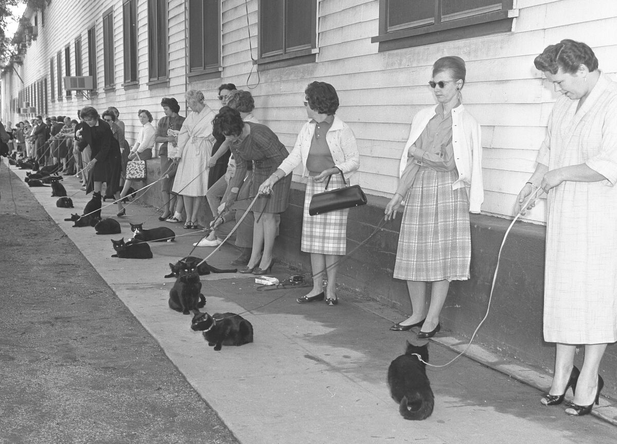 In a black and white photo, women, many in knee length skirts and heels stand with black cats on leashes.